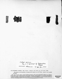 Flammocladiella decora image